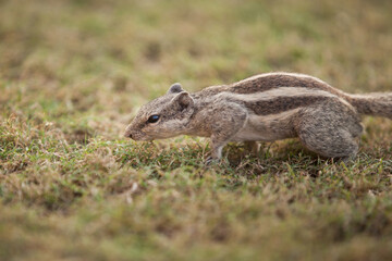Little striped asian squirrel outside play in thailand wild life
