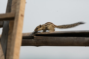 Little striped asian squirrel outside play in thailand wild life