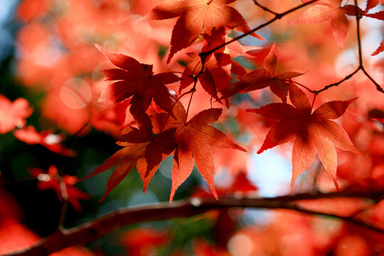 Close up photo of a maple leaf that turned red in autumn season