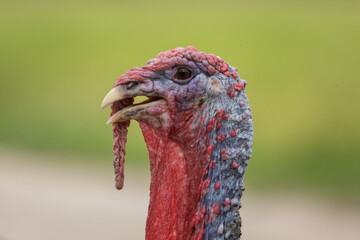 Colorful turkey bird close up. thanksgiving, wild life