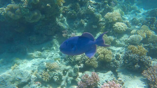Triggerfish swim near coral reef. Blue Triggerfish (Pseudobalistes fuscus) Slow motion