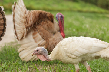 Two Colorful turkey bird close up. thanksgiving, wild life
