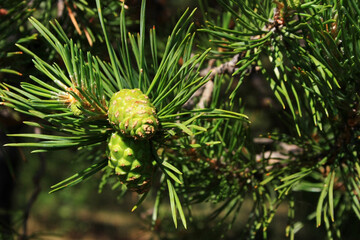 Naklejka na ściany i meble Young green cones on the branch of a pine