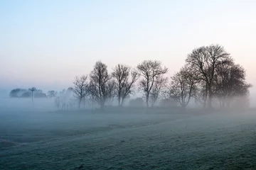 Fototapeten Trees in misty meadow at Ouderkerk © AGAMI
