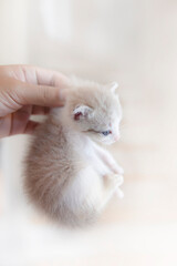 A woman's hand is picking up a little tabby cat by the neck.