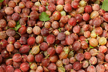 Red gooseberries. Ribes grossularia.