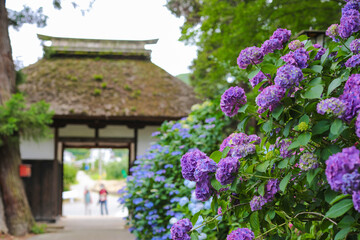 智識寺 仁王門と紫陽花