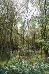 Landscape at Engbertsdijksvenen