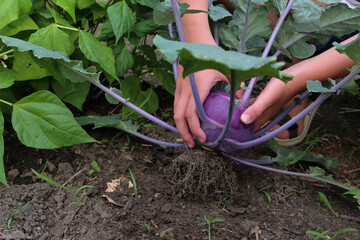 Ein Kind erntet blauen Kohlrabi im Garten.