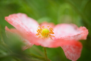 Pink poppy close up with a soft bokeh background