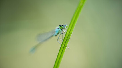 dragonfly on the grass. concept elegance, flight, lightness