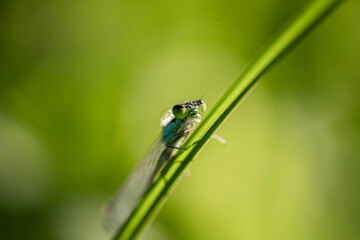 dragonfly on the grass. concept elegance, flight, lightness