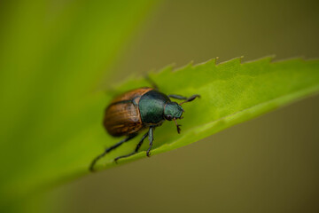 Fototapeta premium brown beetle on a green leaf, summer