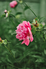 pink peonies flower