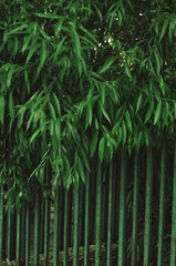 leaves on a fence