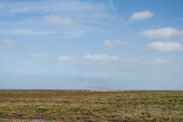 Fotobehang Opstijgende vogels in Westhoek, Birds taking off at Westhoek © AGAMI