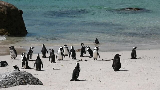 Penguins on the beach. Famous Boulders beach in Cape Town. Penguins colony in South Africa