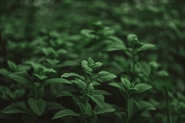 mint leaves in the garden
