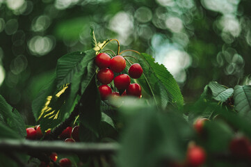 cherries in the garden