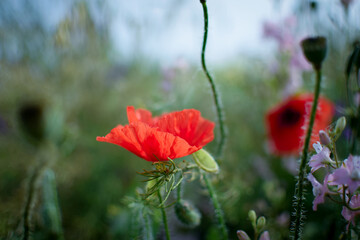 red poppy in the field