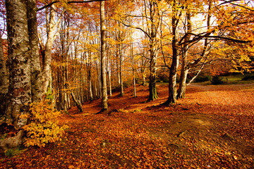 Fototapeta premium Warm autumn scenery in the fall forest