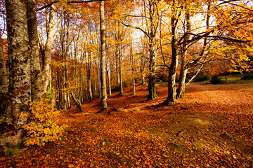 Warm autumn scenery in the fall forest