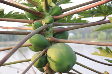 Close up of a papaya tree whose fruit is ripe on the tree..