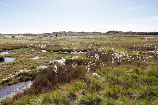 Getijdengebied, Tidal plains