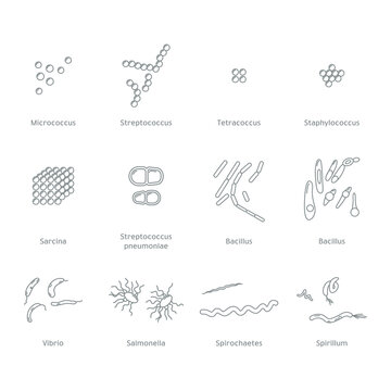 Bacteria, Microbe Vector Line Icons Set. Bacterial cell structure. Cell morphology.