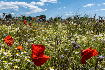 field of poppies