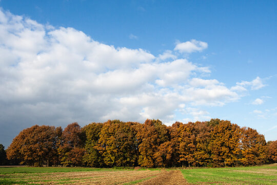 Herfst in Het Gooi, Het Gooi in autumn