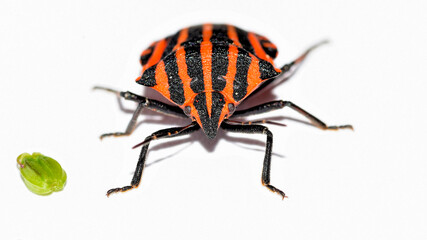 Streifenwanze, Graphosoma lineatum, Baumwanze, Wanze, Insekt, Tier, Natur, Makro,  