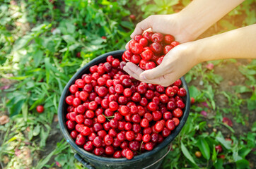 Ripe red cherries in the hands of a farmer. Summer harvest of berries. Healthy diet. Selective focus