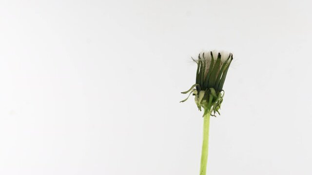 Dandelion Seed Blossom Timelapse on a white Background. Blooming dandelion flower open, time lapse, close-up. Love, spring, design backdrop. Macro. 4K video timelapse