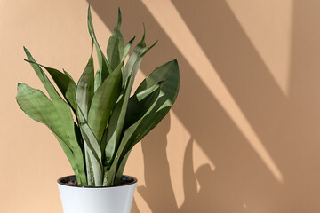 Sansevieria plant in a modern white pot on the background of a beige wall. Home plant Sansevieria trifa in a modern interior. Home decor and gardening concept.