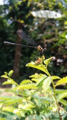 Dragonfly feeding on a flower 