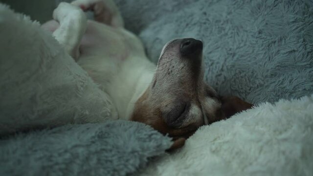 Adult pet dog jack russell terrier lies paws air up on soft bed at home
