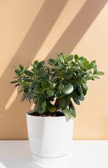 Beautiful Crassula ovata, Jade Plant,Money Plant, succulent plant in a white pot in the sun on a beige background. Home decor and gardening concept.