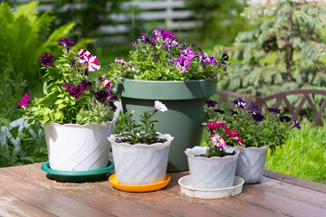 Varied colors of petunias growing in pots in the garden