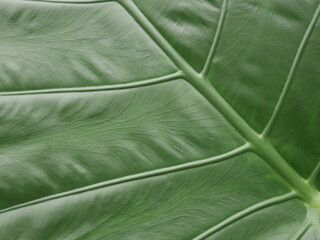 Tropical Leaf