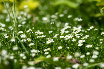 Various beautiful flowers and plants in the garden close-up.