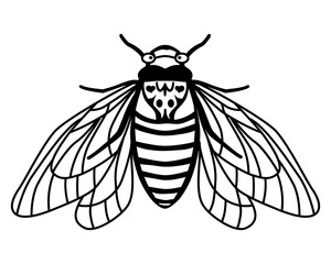 Periodical Cicada Brood X. Contour drawing of an insect with spread wings. Linear style. Silhouette of a flying cicada. Summer print. Vector illustration isolated on white background. Cicada bug