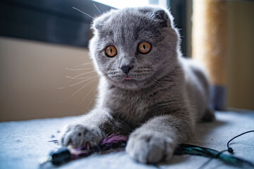 gray puppy of the British Shorthair breed lying and playing with a feather