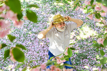 happy man under spring sakura blossom. senior man looking up. good memories of past. Human emotions...