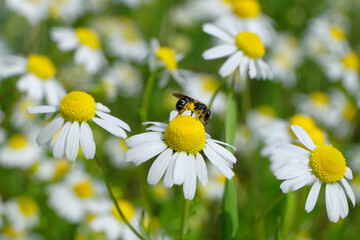 Naturfoto Impression Echte Kamille mit kleiner Wildbiene - Stockfoto