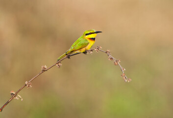 Fototapeta premium Dwergbijeneter, Little Bee-eater, Merops pusillus
