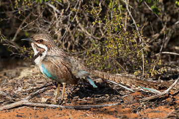 Langstaartgrondscharrelaar, Long-tailed Ground-Roller, Uratelornis chimaera