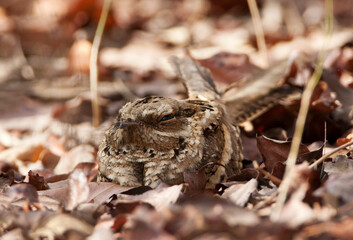 Langstaartnachtzwaluw, Long-tailed Nightjar, Caprimulgus climacurus