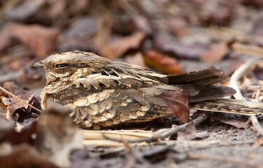 Langstaartnachtzwaluw, Long-tailed Nightjar, Caprimulgus climacurus