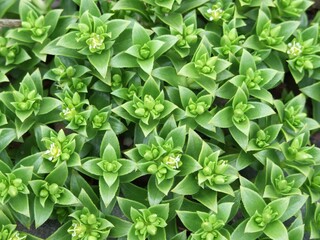 Angular Leaves